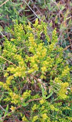 Passerina rubra