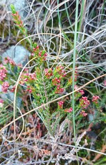 Passerina rubra