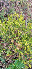 Passerina rubra