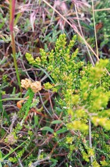 Passerina rubra