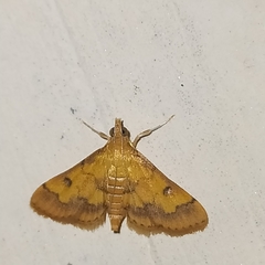 Ischnurges luteomarginalis