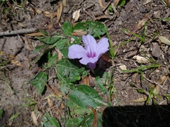Ruellia morongii
