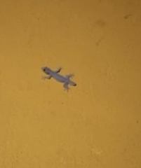 Hemidactylus platyurus