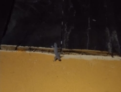 Hemidactylus platyurus