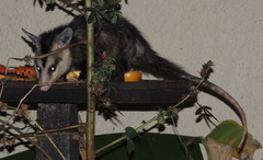Didelphis albiventris