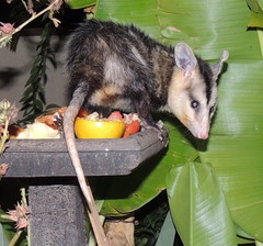 Didelphis albiventris