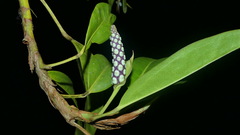 Image of Anthurium obtusum