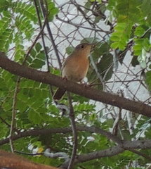 Troglodytes aedon