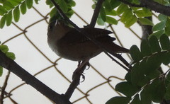Troglodytes aedon