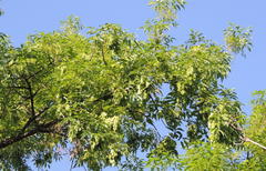 Fraxinus