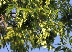 Fraxinus