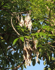 Fraxinus