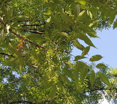 Fraxinus