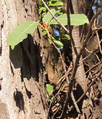Ficus