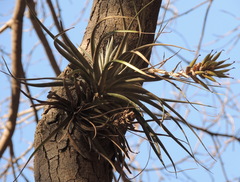 Tillandsia pohliana