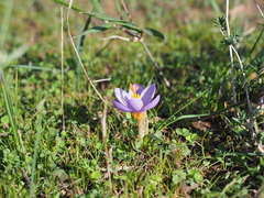 Crocus nivalis