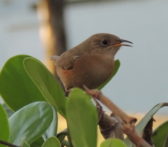 Troglodytes aedon