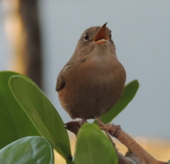 Troglodytes aedon
