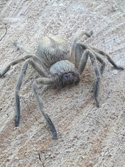 Polybetes trifoveatus