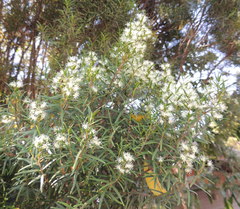 Melaleuca