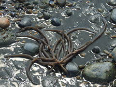 Macrocystis pyrifera