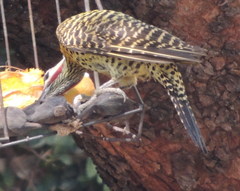 Colaptes melanochloros