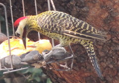 Colaptes melanochloros