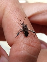 Merocoris