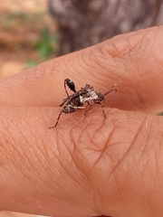 Merocoris