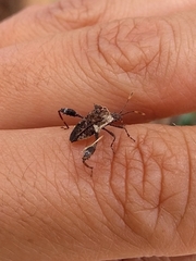 Merocoris