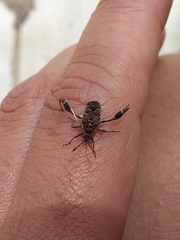 Merocoris