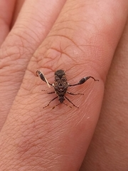 Merocoris