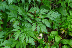 Pleurospermum austriacum