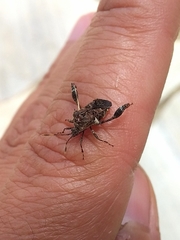 Merocoris