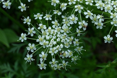 Pleurospermum austriacum