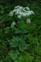Pleurospermum austriacum