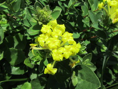 Lasiosiphon anthylloides