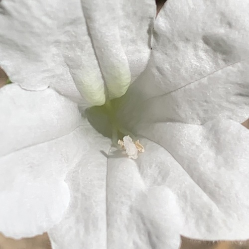 Ruellia patula image