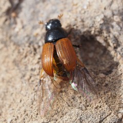 Aphodius fimetarius