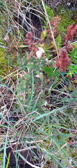 Aspalathus submissa