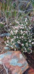 Aspalathus submissa