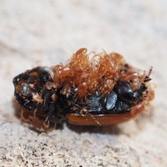 Aphodius fimetarius
