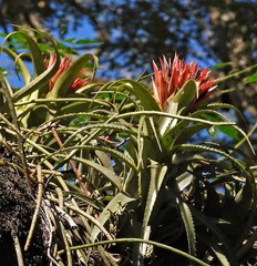 Aechmea recurvata