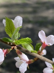 Prunus tomentosa