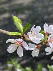 Prunus tomentosa
