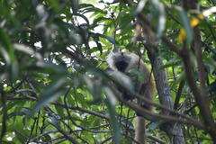 Eulemur macaco