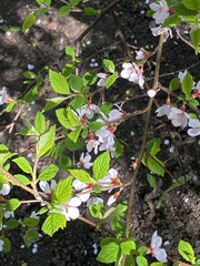Prunus tomentosa
