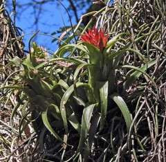 Aechmea recurvata