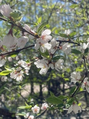 Prunus tomentosa