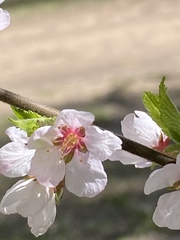 Prunus tomentosa